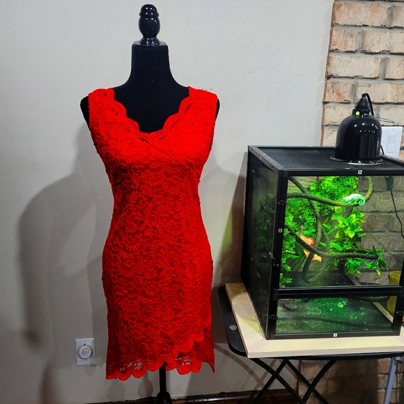 NWOT Lace overlay scalloped hem stretch dress - Picture 1 of 8